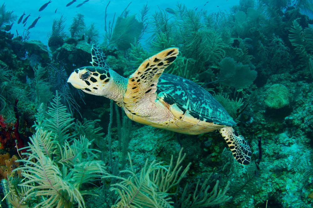 Lagoon Caye