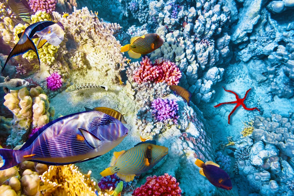 Whipray Caye