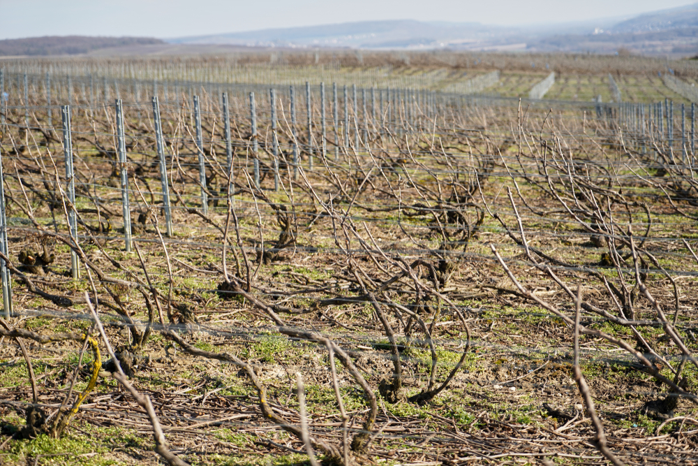 Vincelles