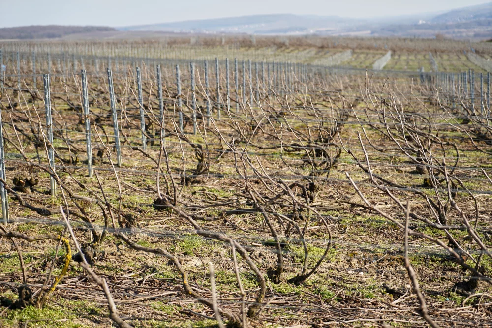 Vincelles