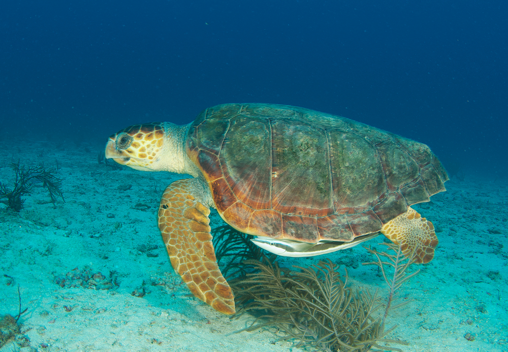 Loggerhead Key