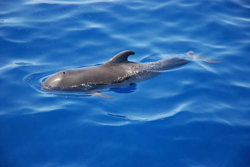 Photo #9 - Lagoon 450 (Papillon de Tenerife) in Tenerife - 3048