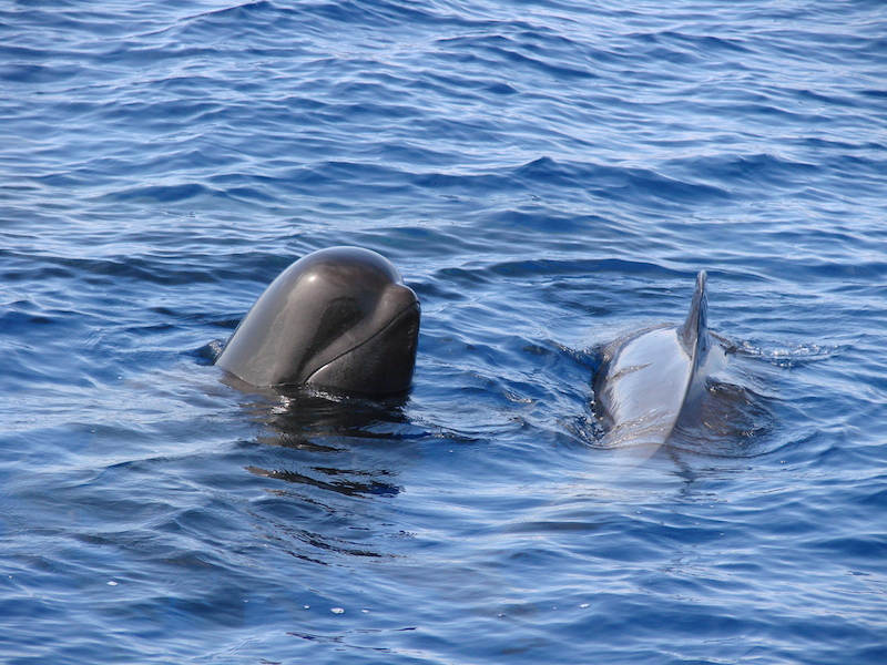 Photo #10 - Lagoon 450 (Papillon de Tenerife) in Tenerife - 3048