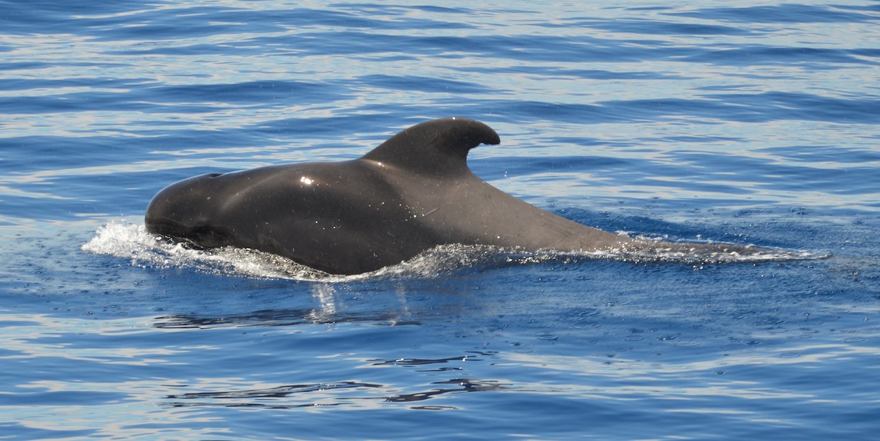 Photo #13 - Lagoon 450 (Papillon de Tenerife) in Tenerife - 3048