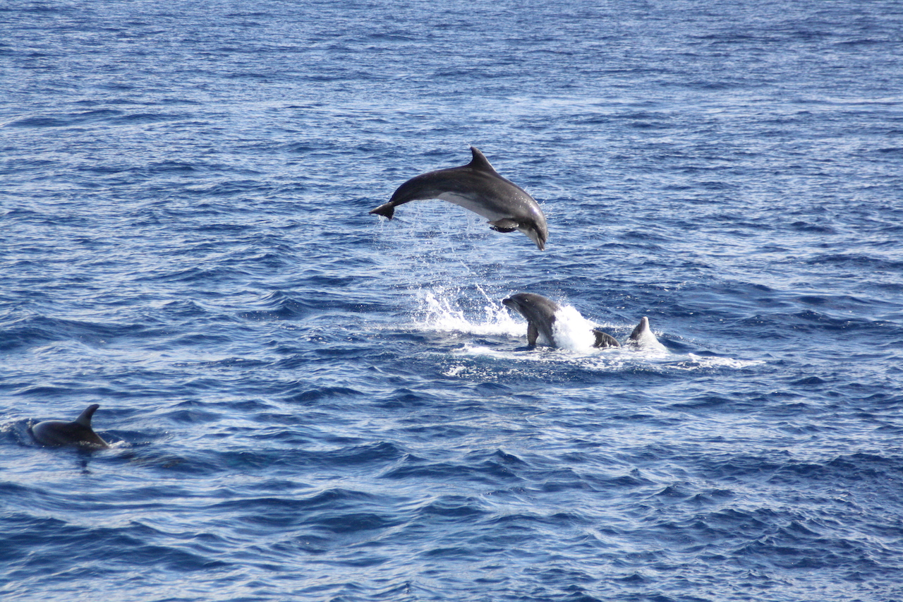 Photo #17 - Lagoon 450 (Papillon de Tenerife) in Tenerife - 3048