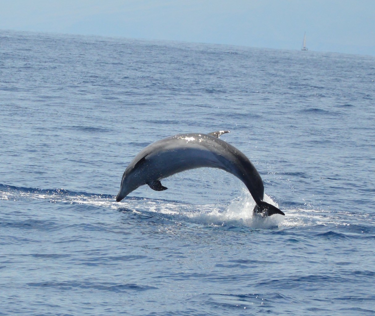 Photo #18 - Lagoon 450 (Papillon de Tenerife) in Tenerife - 3048