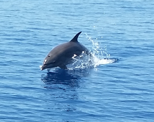 Photo #19 - Lagoon 450 (Papillon de Tenerife) in Tenerife - 3048