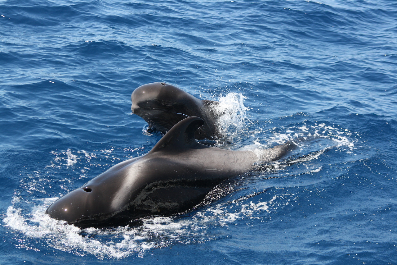 Photo #21 - Lagoon 450 (Papillon de Tenerife) in Tenerife - 3048