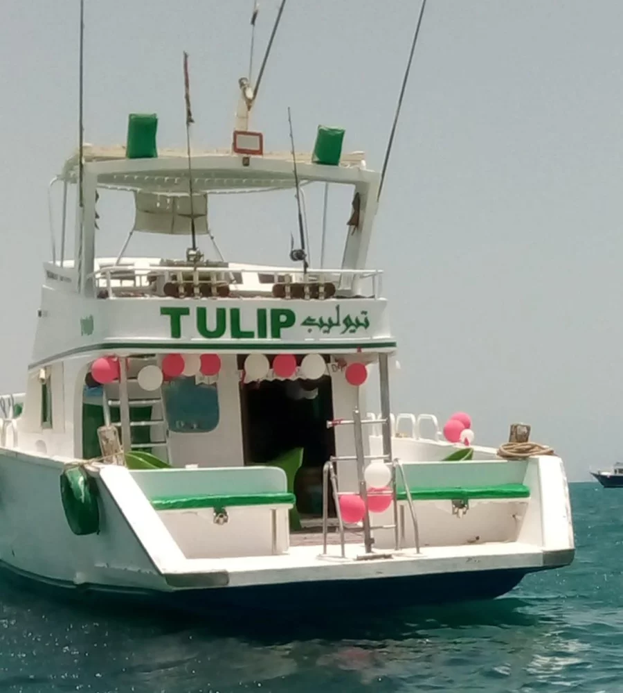 Power boat (Tulip)  - 8