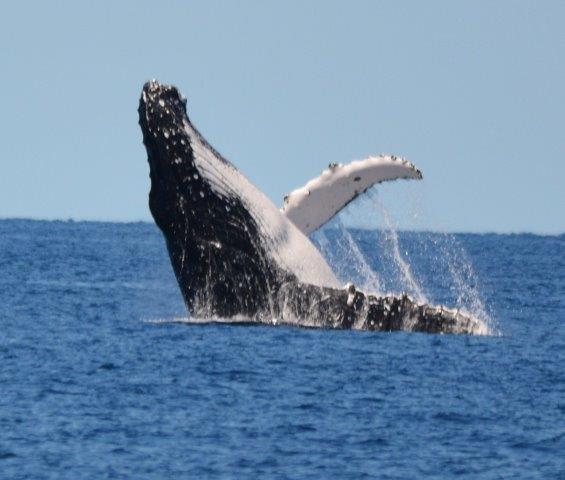 Photo #10 - Custom (Sydney Sundancer) en Hamilton Island - 3235