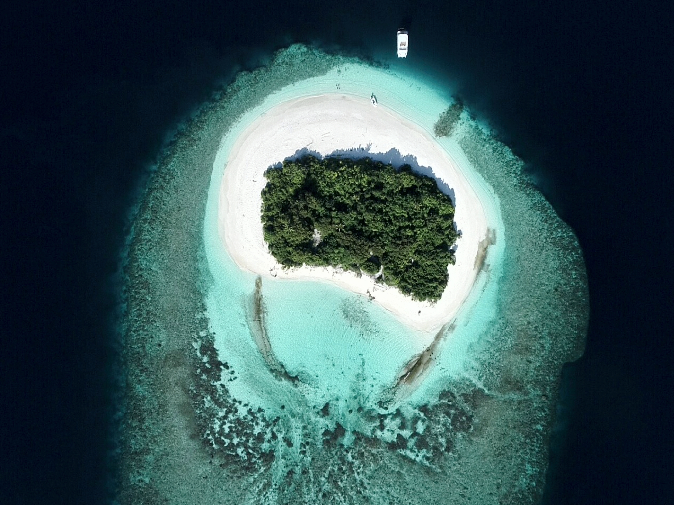 Photo #16 - Overblue 54 (Over Reef) in Male - 20911