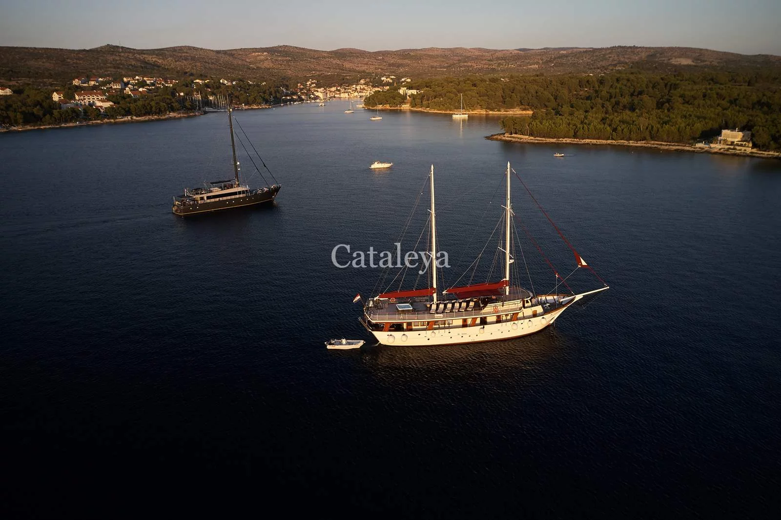 Cataleya (Cataleya)  - 19