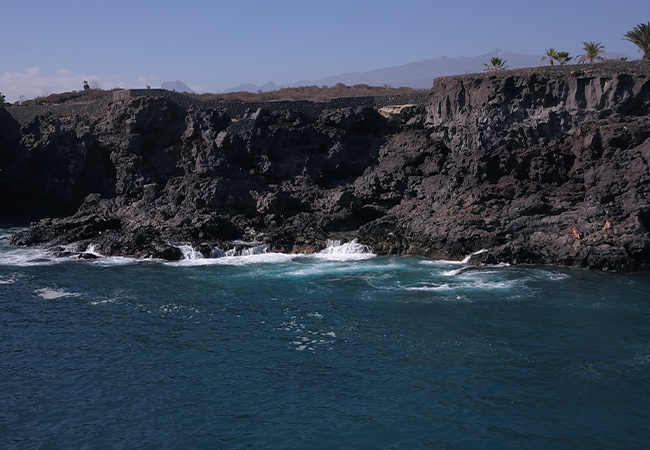 Papillon de Tenerife - 1