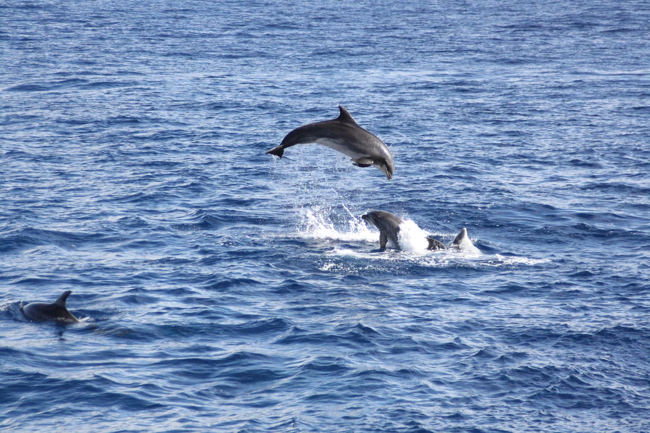 Lagoon 450 (Papillon de Tenerife)  - 16