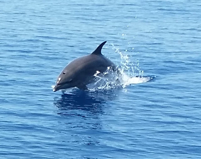 Lagoon 450 (Papillon de Tenerife)  - 18
