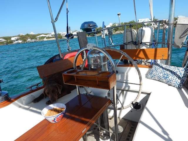 Photo #2 - Mason (Moxie) en Marsh Harbour - 3102