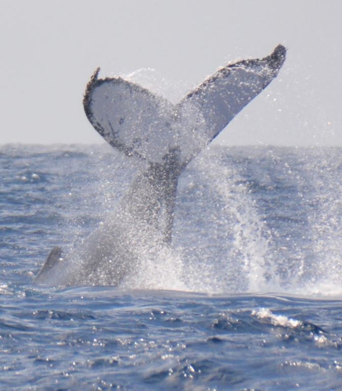 Photo #13 - Custom (Sydney Sundancer) in Hamilton Island - 3235
