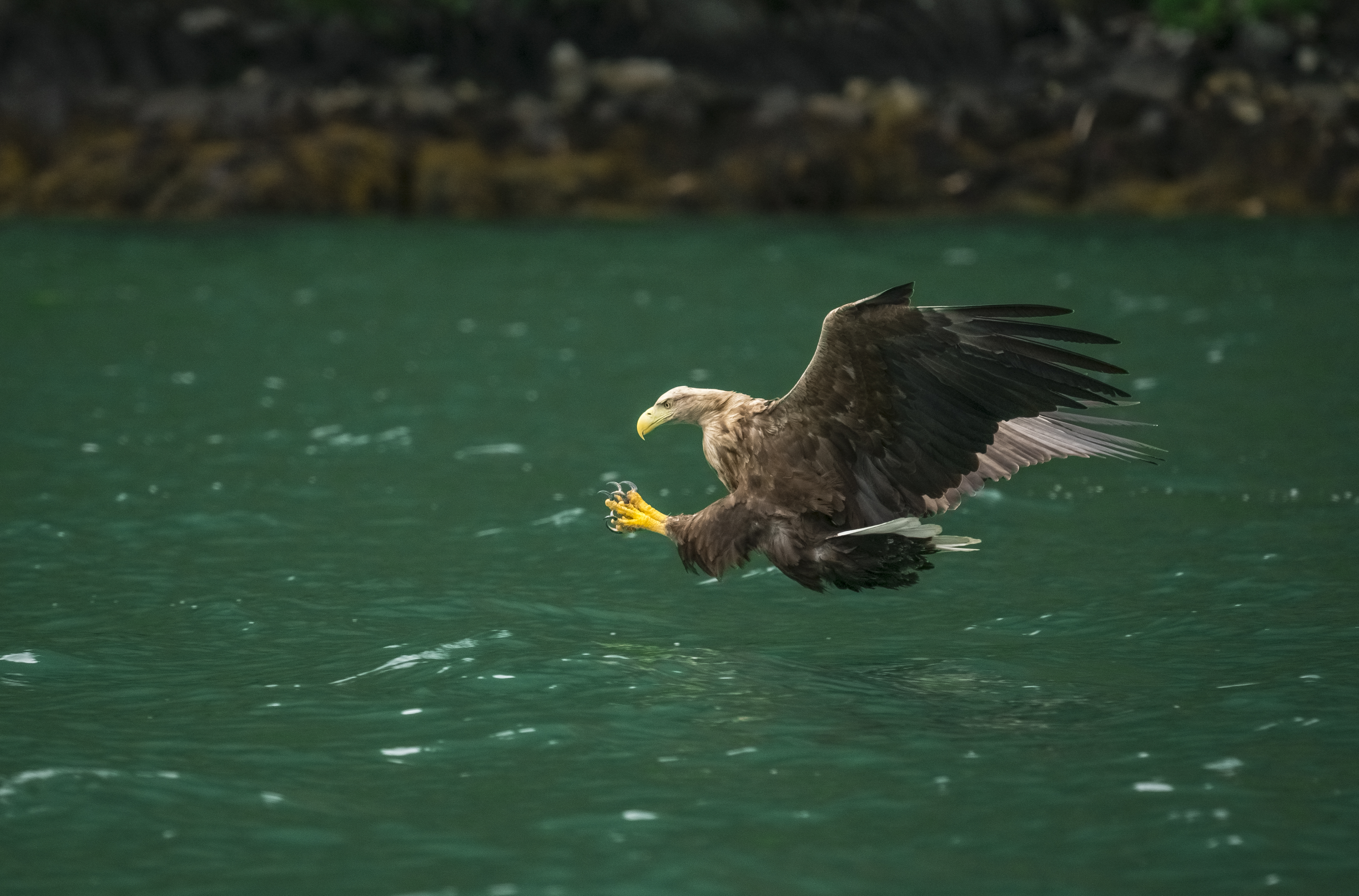 White-tailed eagle in Norwegian Fjord - 2
