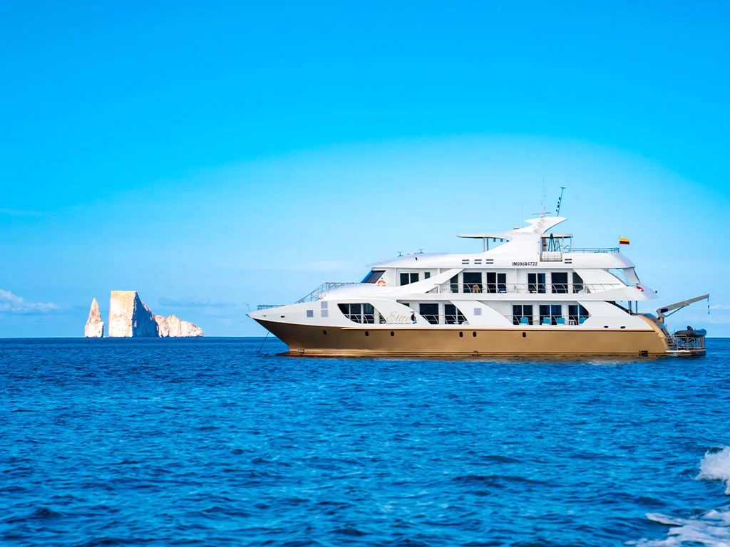 Power Cat - Elite (Elite)  - 4