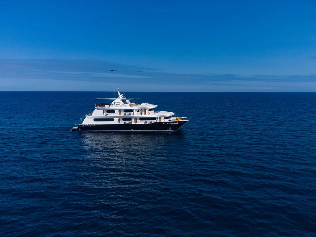 Power Cat - Petrel Cabin (Petrel)  - 20