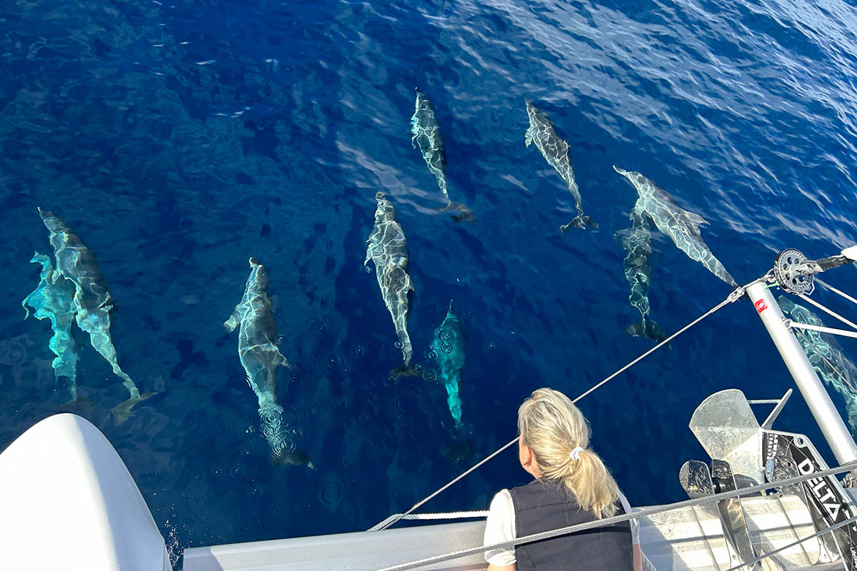 Photo #30 - Lagoon 42 - 4 + 2 cab. (Lorelei) en Nanny Cay - 36032