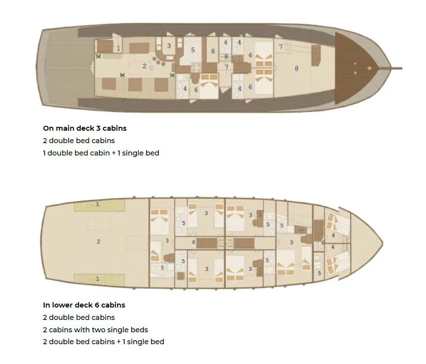 Cataleya (Cataleya)  - 30