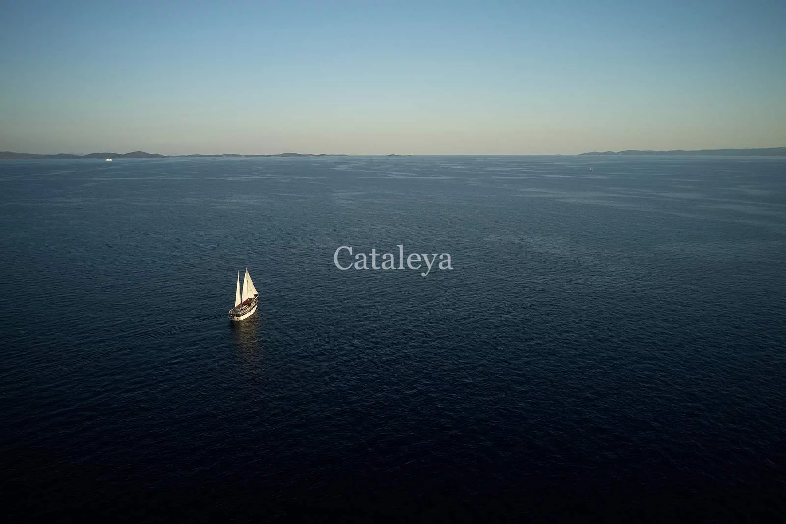 Cataleya (Cataleya)  - 13
