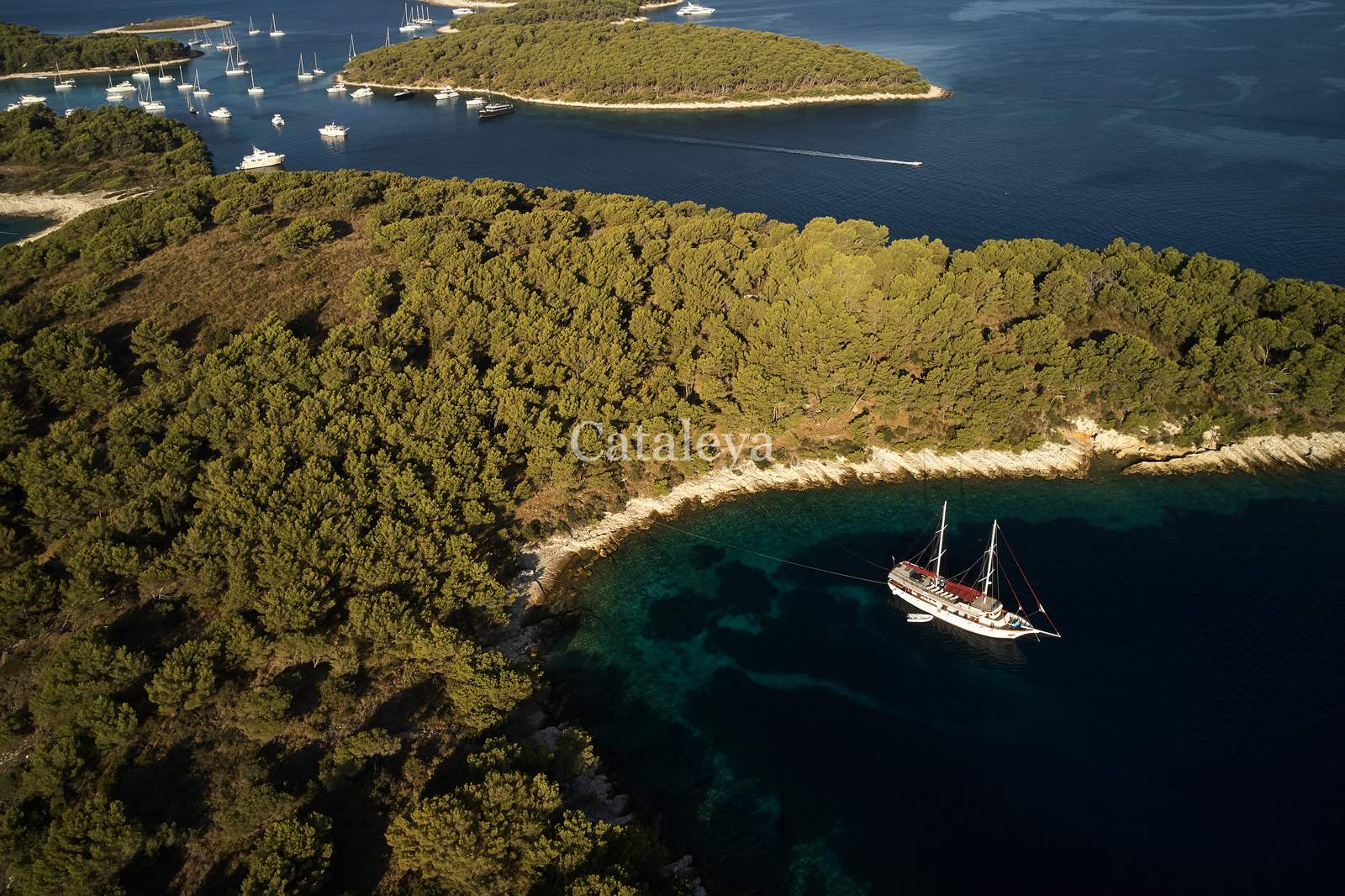 Photo #15 - Cataleya (Cataleya) in Sumpetar - 61225