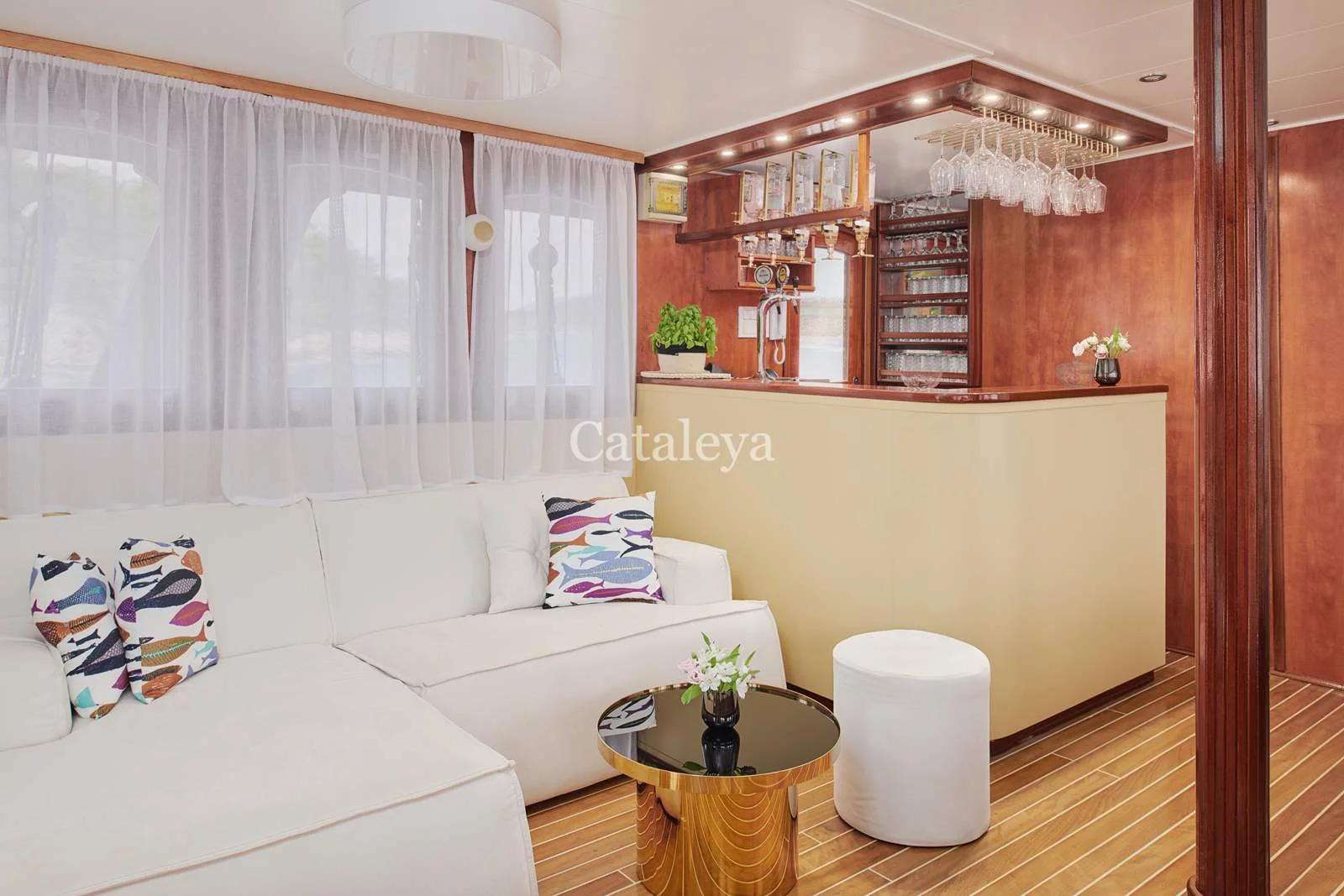 Cataleya (Cataleya)  - 18
