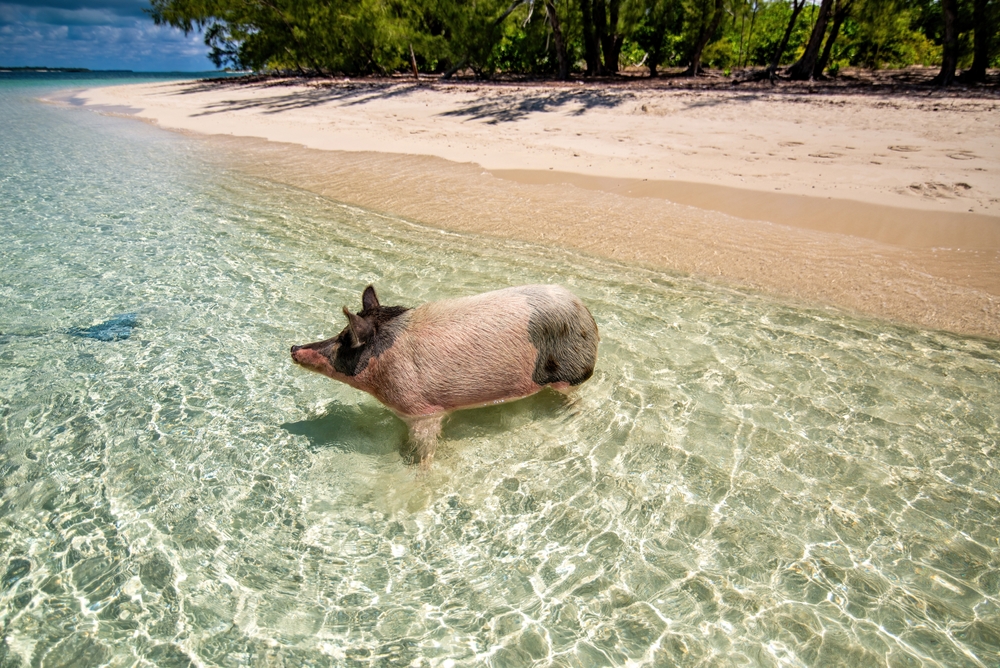 Abacos Inseln Segelurlaub auf einem Katamaran mit Crew — photo 3