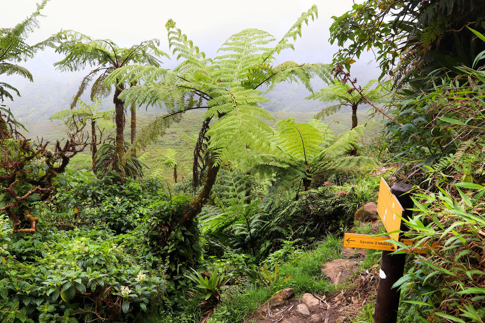 Martinique to the Grenadines Cabin Charter Sailing Cruise — photo 7