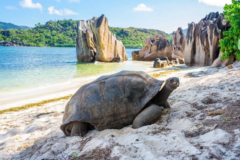 Seychelles Sailing Cruise on a Catamaran — photo 4