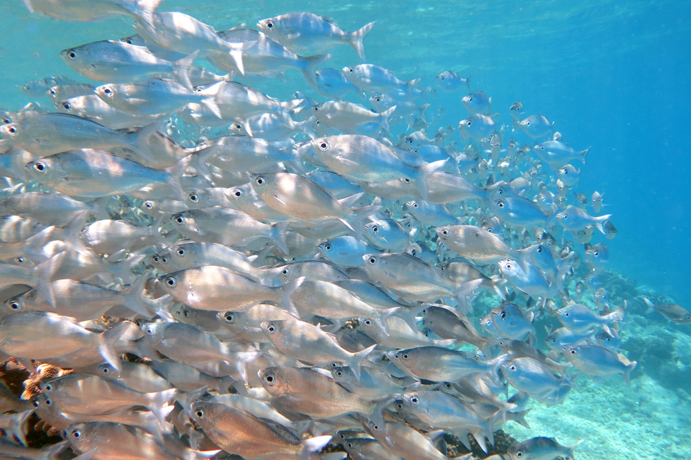 Französisch Polynesien - Rangiroa 4 Tage Segelurlaub — photo 4