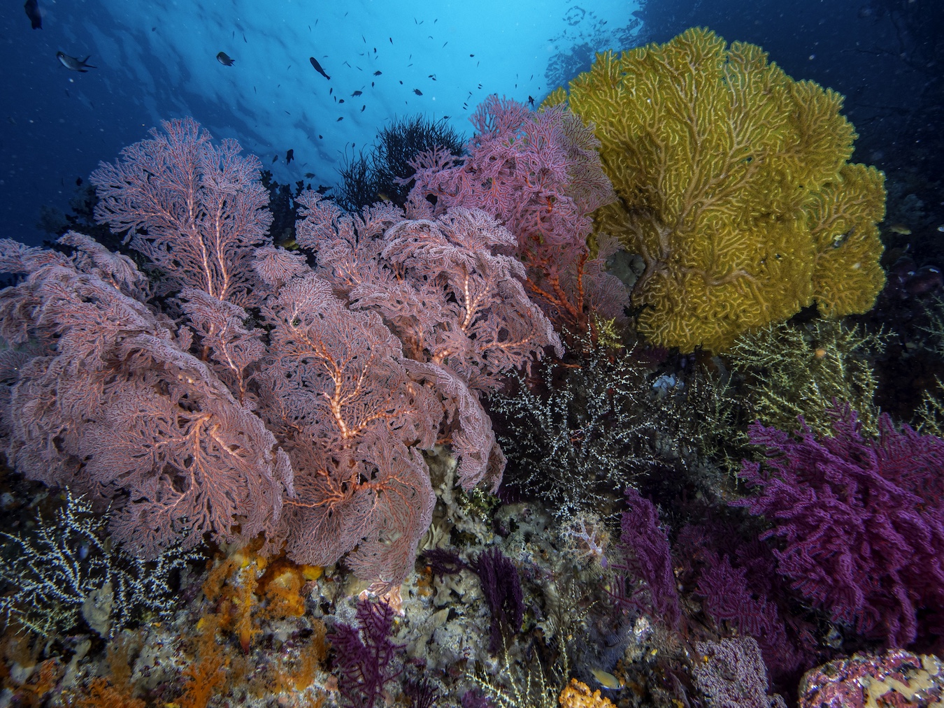 Raja Ampat Sailing Cruise on a Liveaboard — photo 7