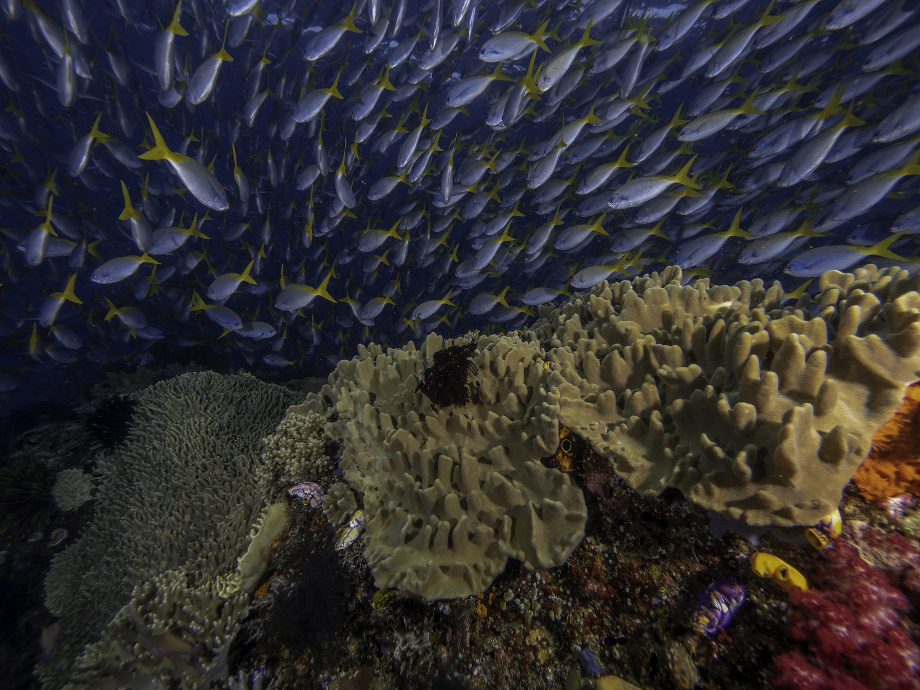 Raja Ampat Sailing Cruise on a Liveaboard — photo 4