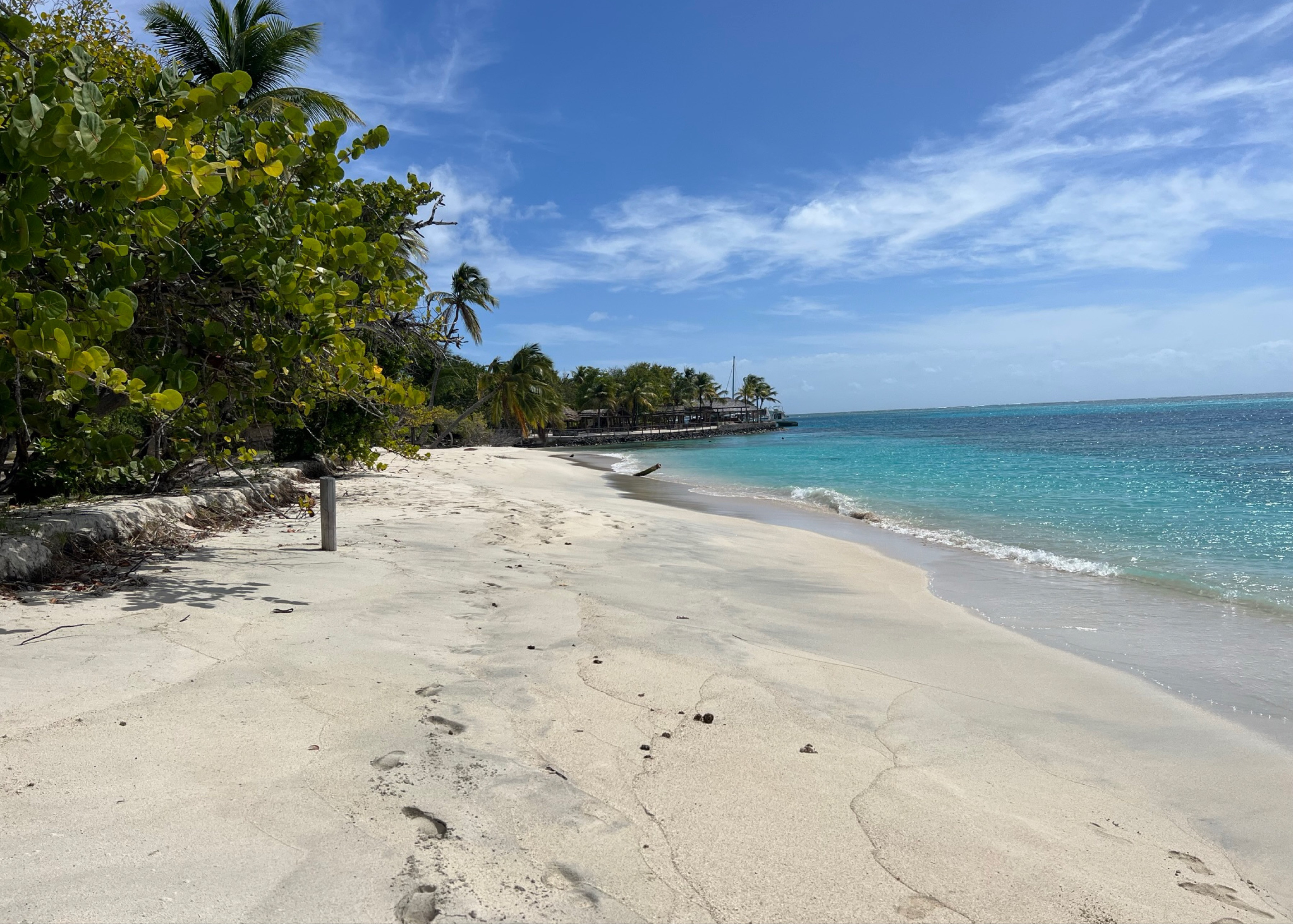 Petit Saint Vincent (W)