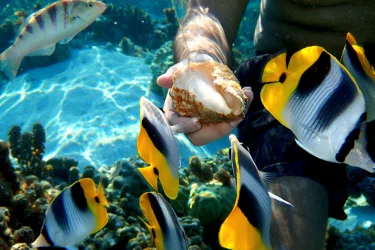 Vaavu Atoll