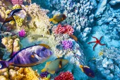 Maldives liveaboard diving trip - 4