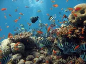 Seychelles diving trip on Galatea - 2