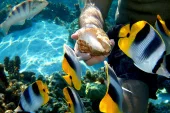 Maldives liveaboard diving trip - 5