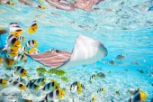 Tahiti Tuamotu and Bora Bora - 5