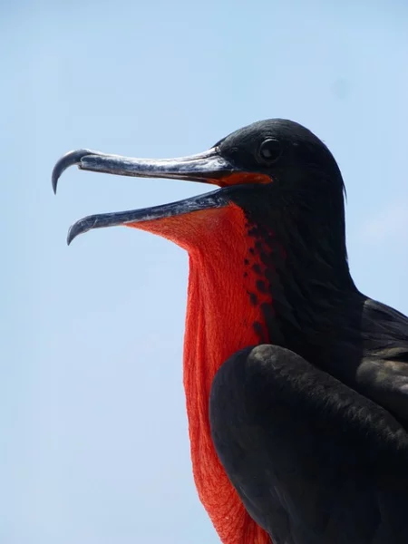 Galapagos
