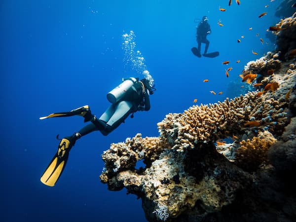Dive safari